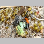 Ammophila sabulosa - Sandwespe 04c 20mm mit Sichelfluegler-Raupe - Drepana falcataria.jpg
